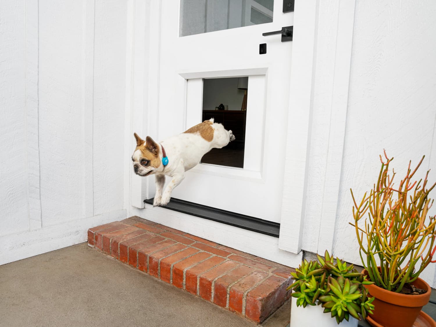 In and out pet door clearance